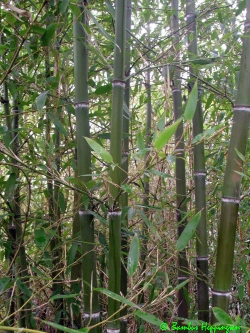 Phyllostachys-Parvifolia-H-2010