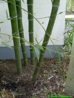 Phyllostachys-Parvifolia_4Halme_2010_Unna