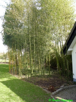 Phyllostachys-Parvifolia_Hain_2010_Unna