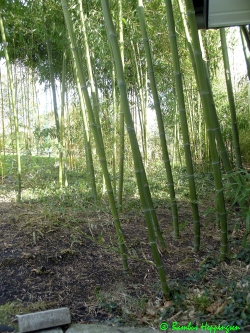 Phyllostachys-Parvifolia_Halmgruppe_2010_Unna