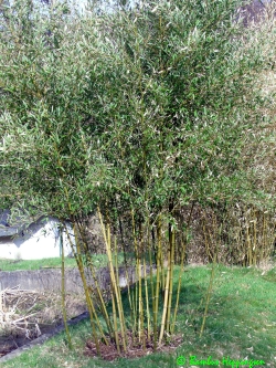 Phyllostachys-Parvifolia_nach -23grad_Heppingsen-2010